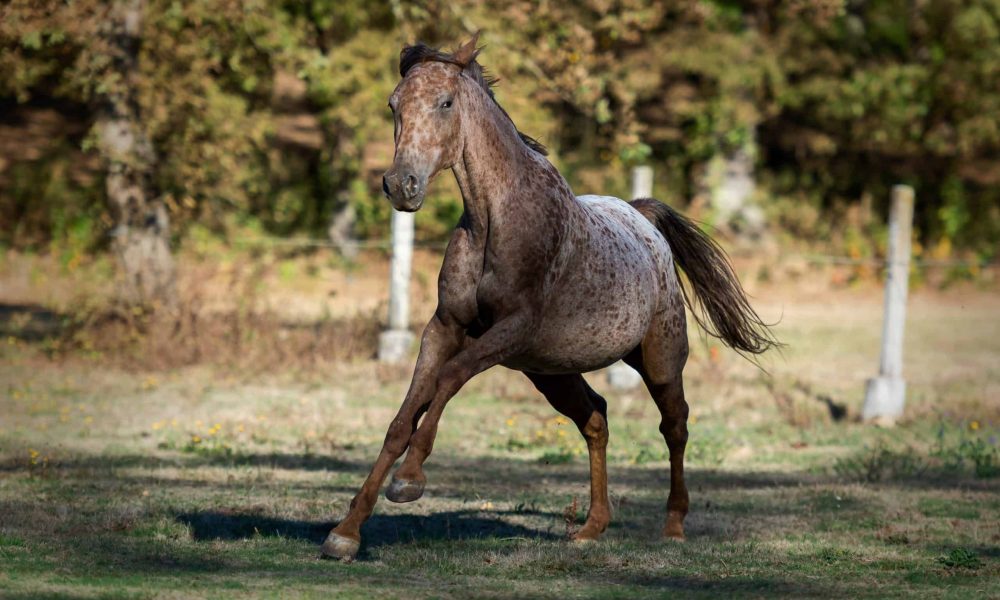 Appaloosa-horse-galloping