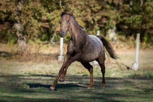 Appaloosa-horse-galloping