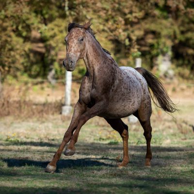 Appaloosa-horse-galloping