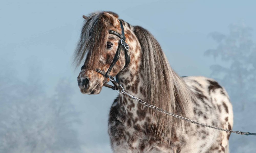 Appaloosa-miniature-horse