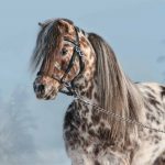 Appaloosa-miniature-horse