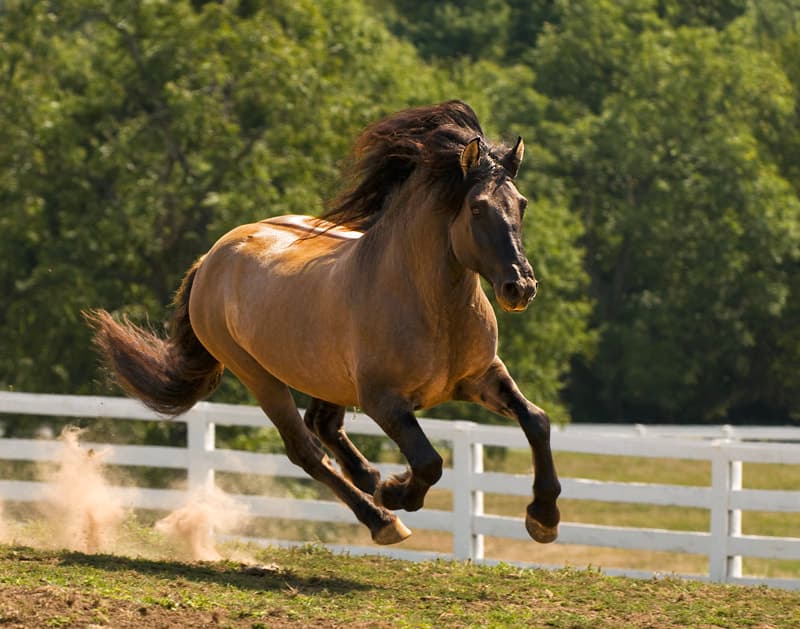 Highland Pony