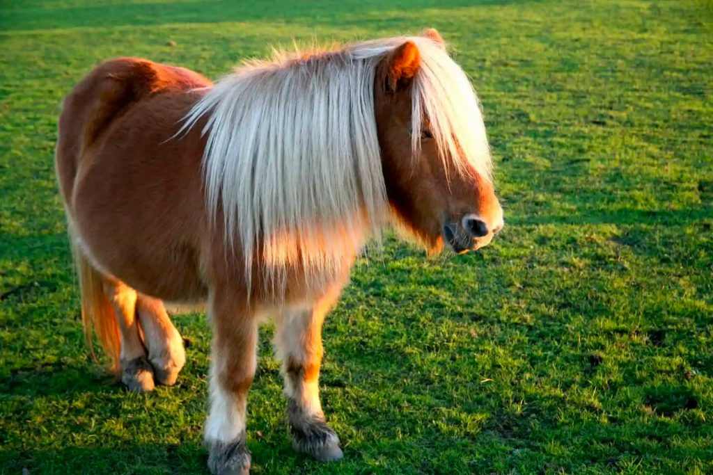 Shetland-pony