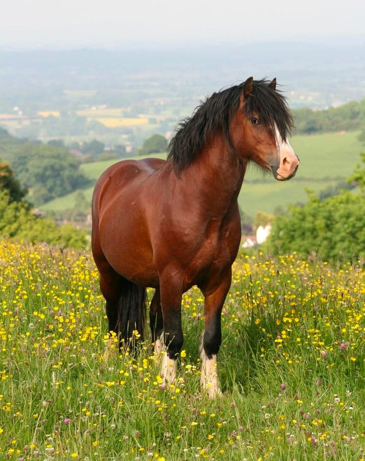 Welsh Pony