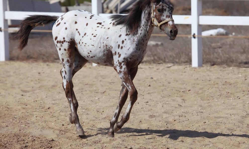 appaloosa