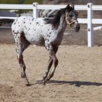 appaloosa