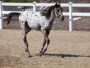 appaloosa