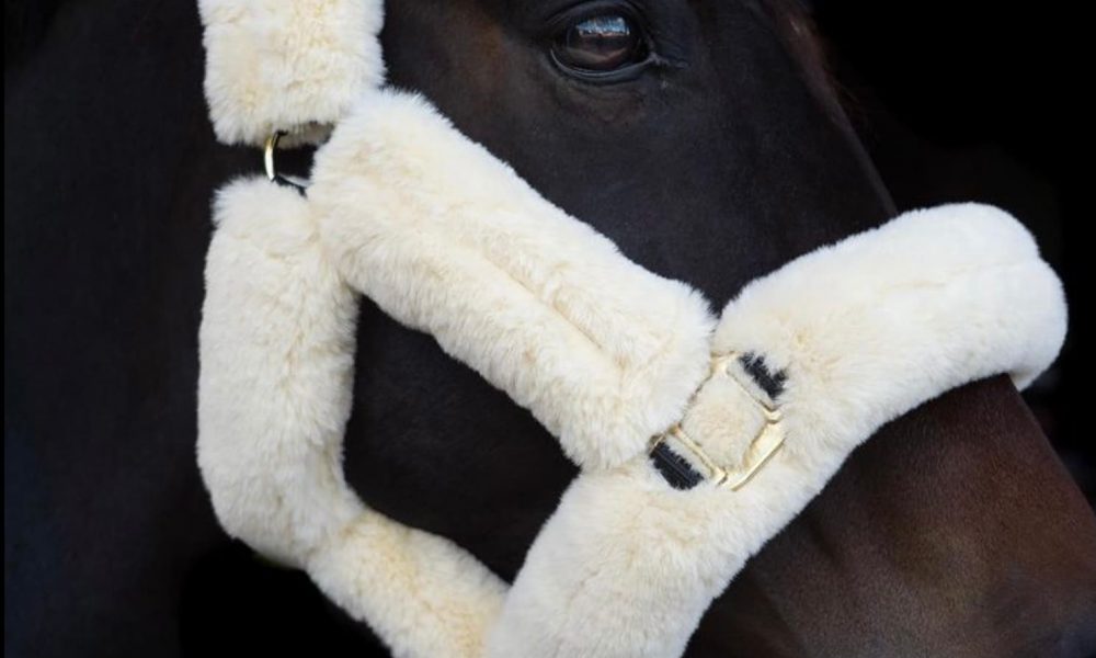 fluffy-head-collar