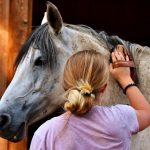 grooming-a-horse