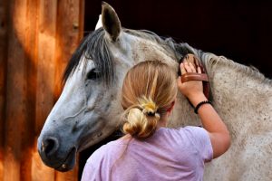 grooming-a-horse