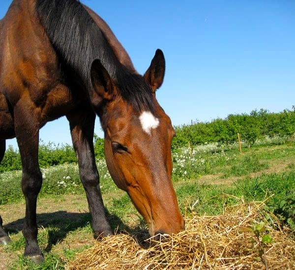 haylage