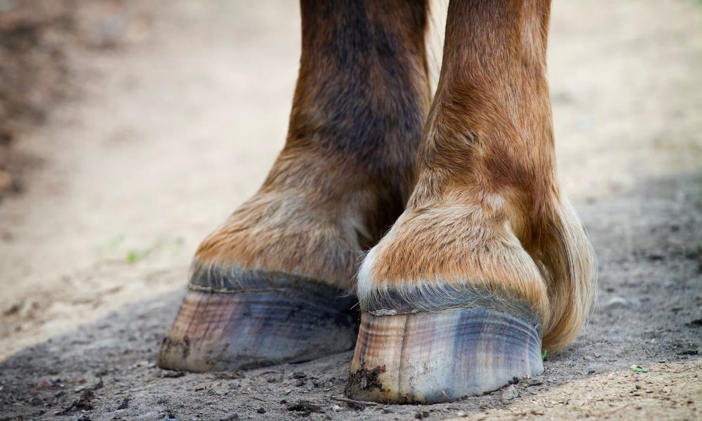 hoof-care