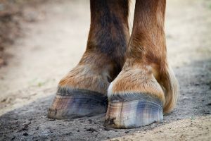 hoof-care