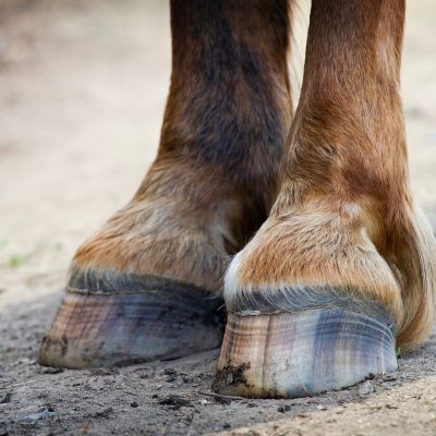 hoof-care