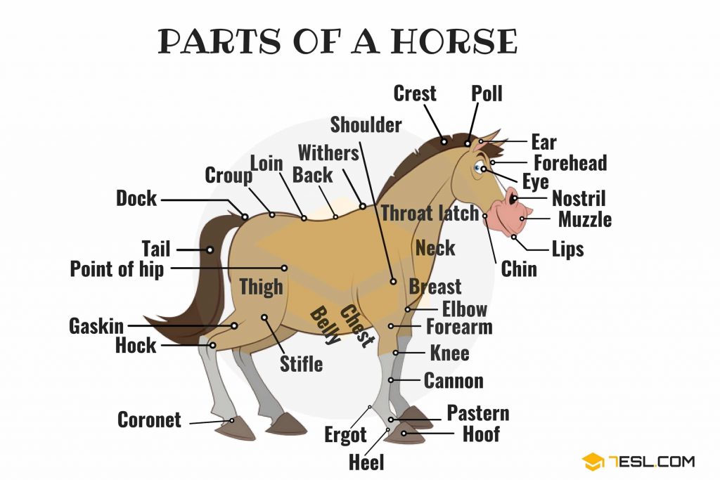 horse anatomy