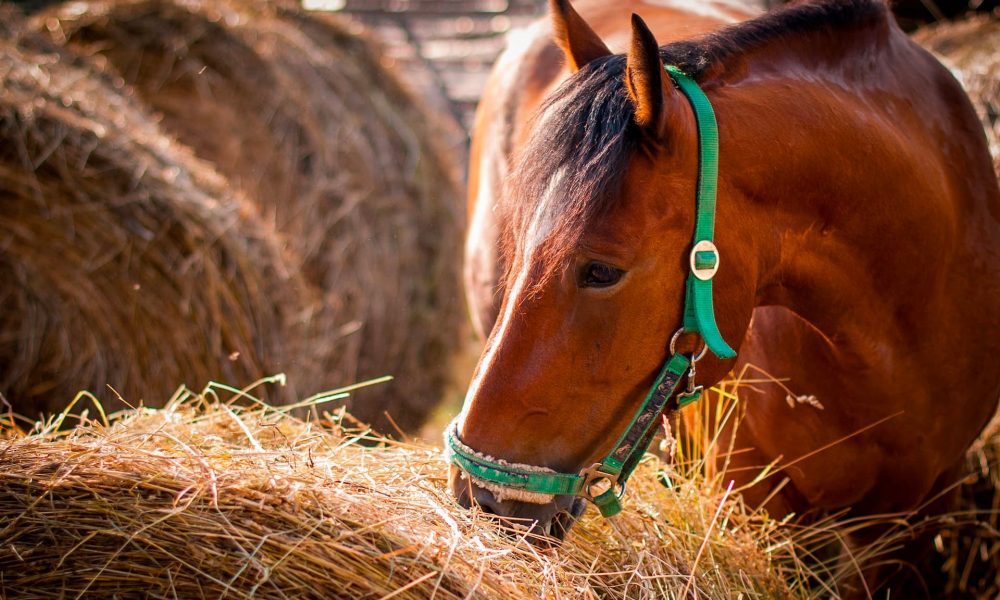 horse feeding