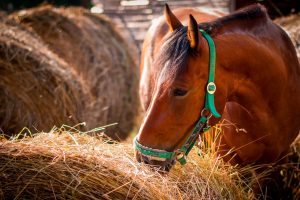 horse feeding