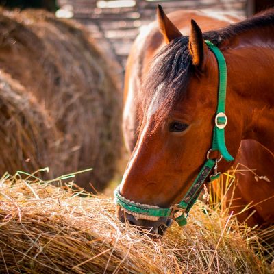 horse feeding