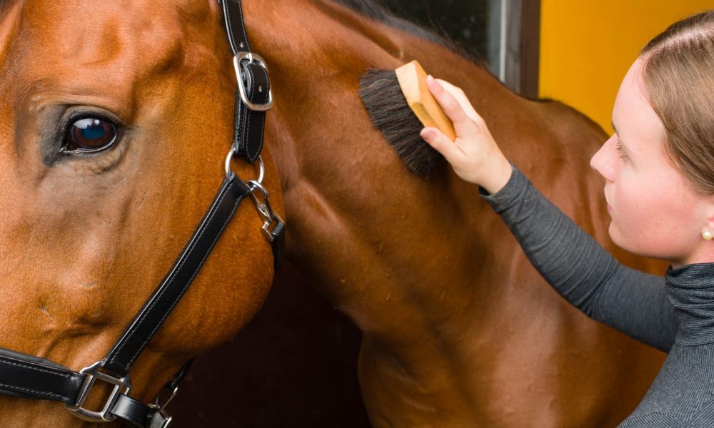 horse-grooming