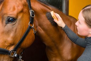 horse-grooming