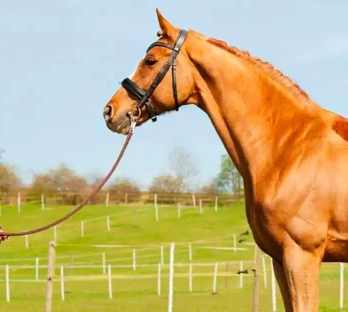 Choosing The Right Age of Horse For a Child Horse-safety