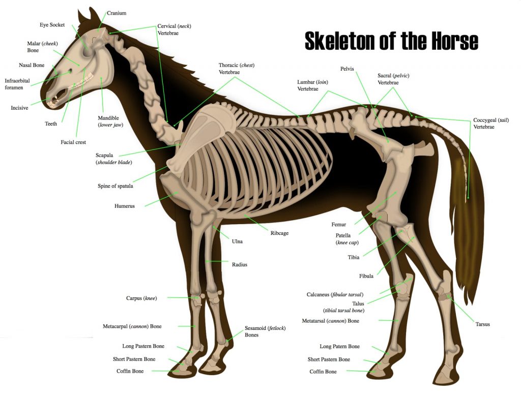 skeleton of horse