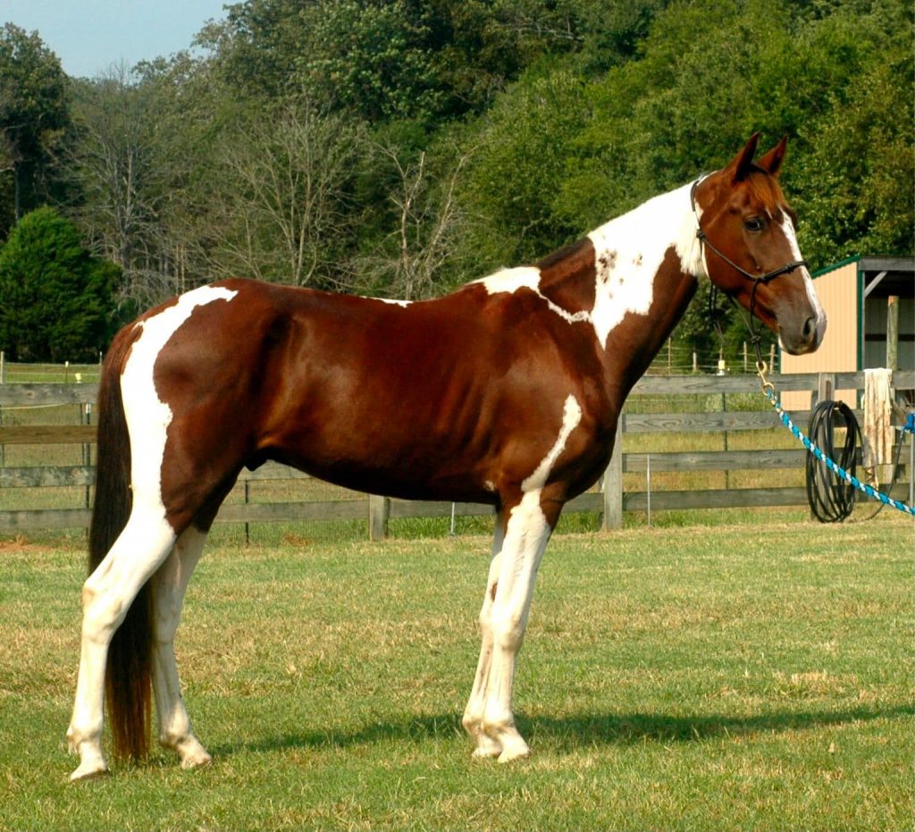 tenesee walking horse