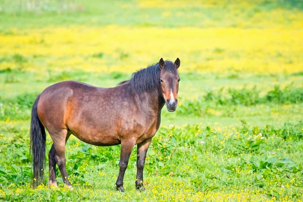 fat-horse