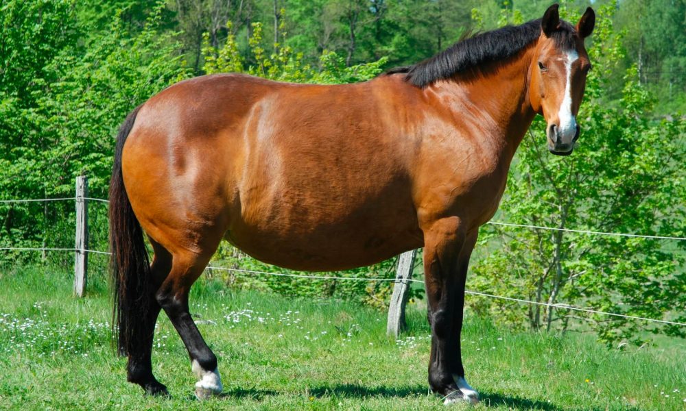 overweight-horse