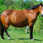 overweight-horse