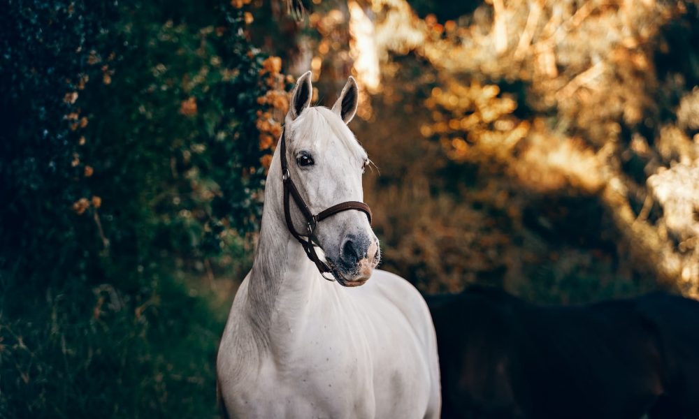 white-horse