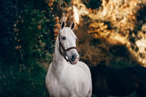 white-horse