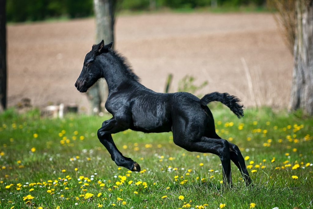 horse running