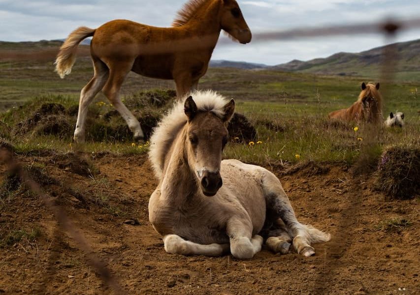 yearlings