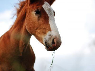 pony