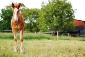 Colt pony