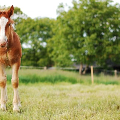 Colt pony