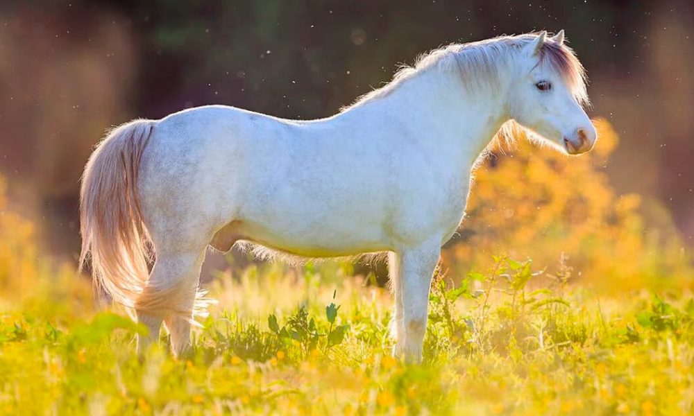 welsh-pony