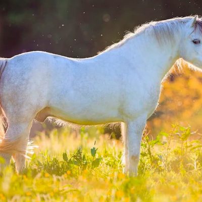 welsh-pony