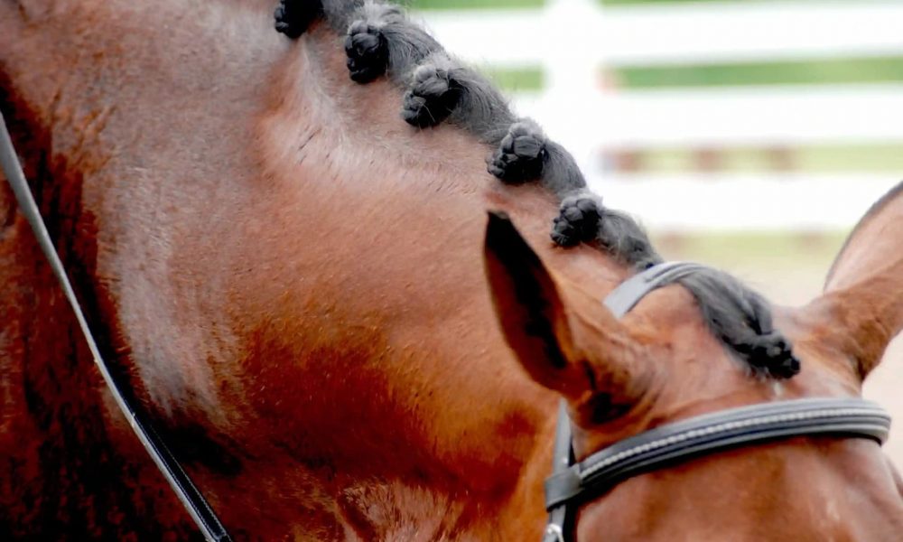 horse-braids