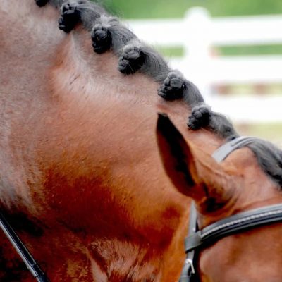 horse-braids