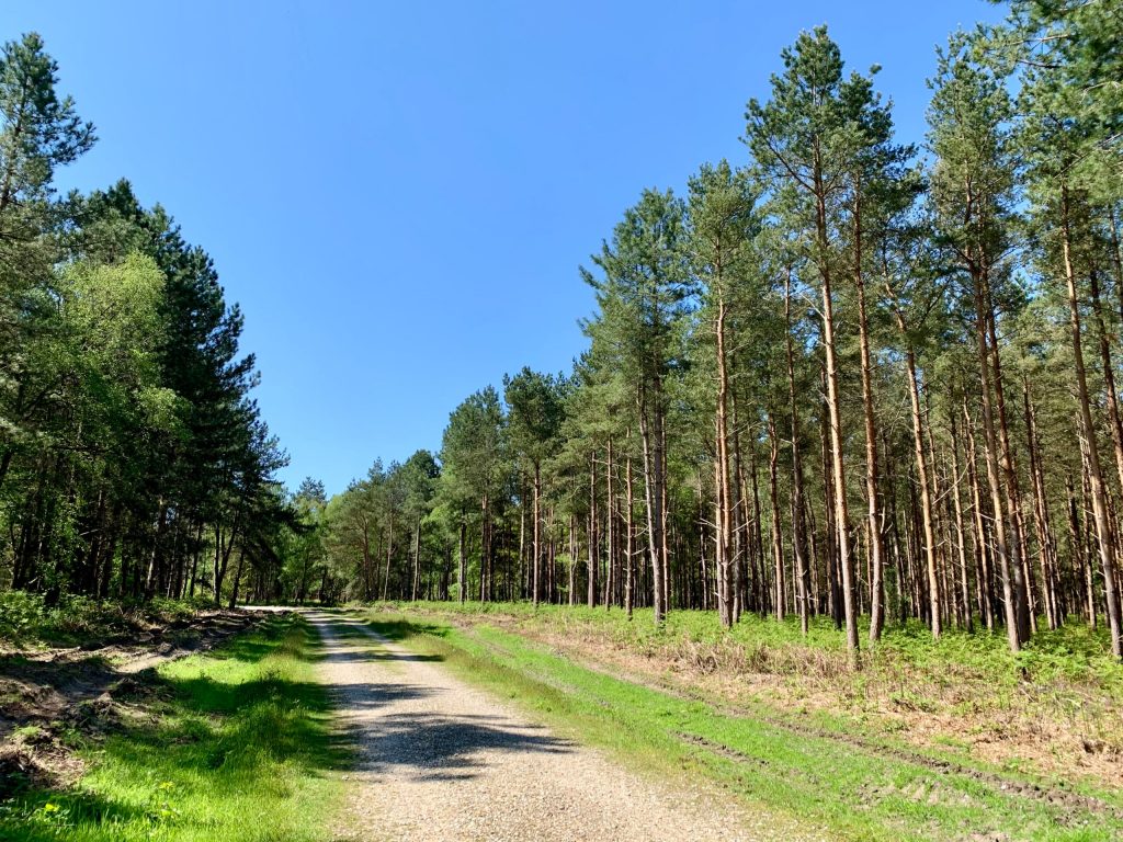 Rendlesham Forest