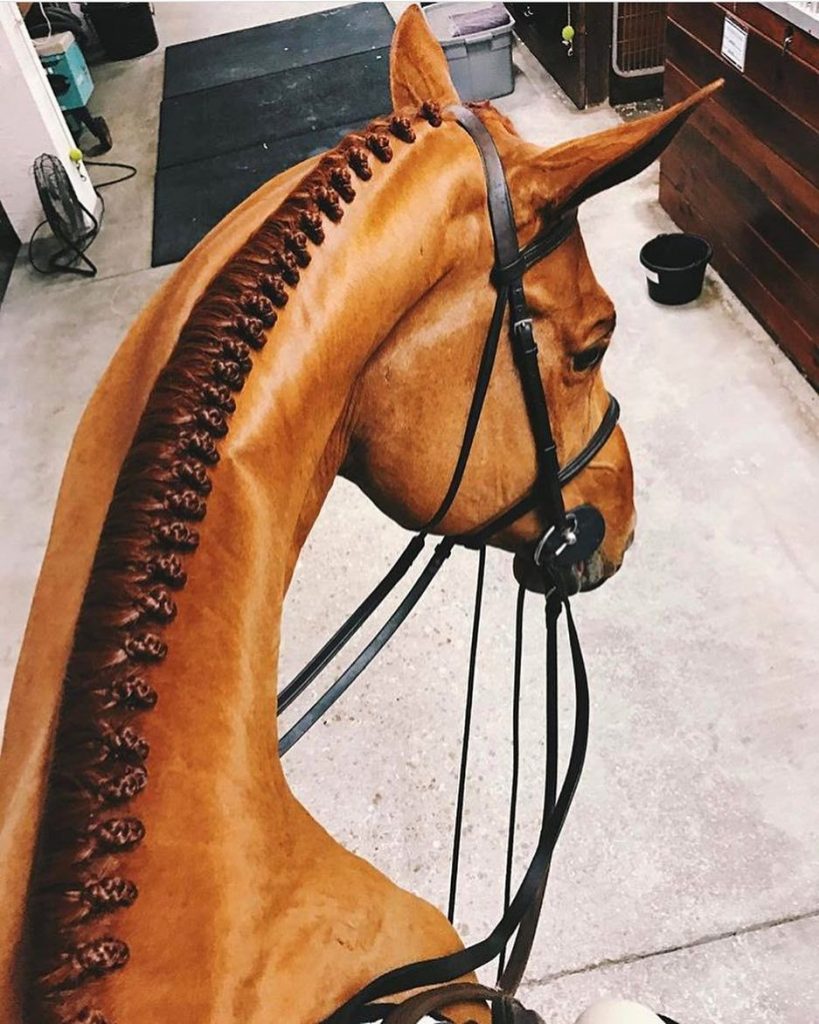 horse-braids