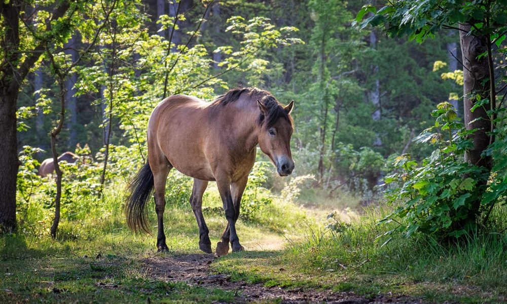 horse-forest