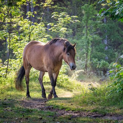 horse-forest