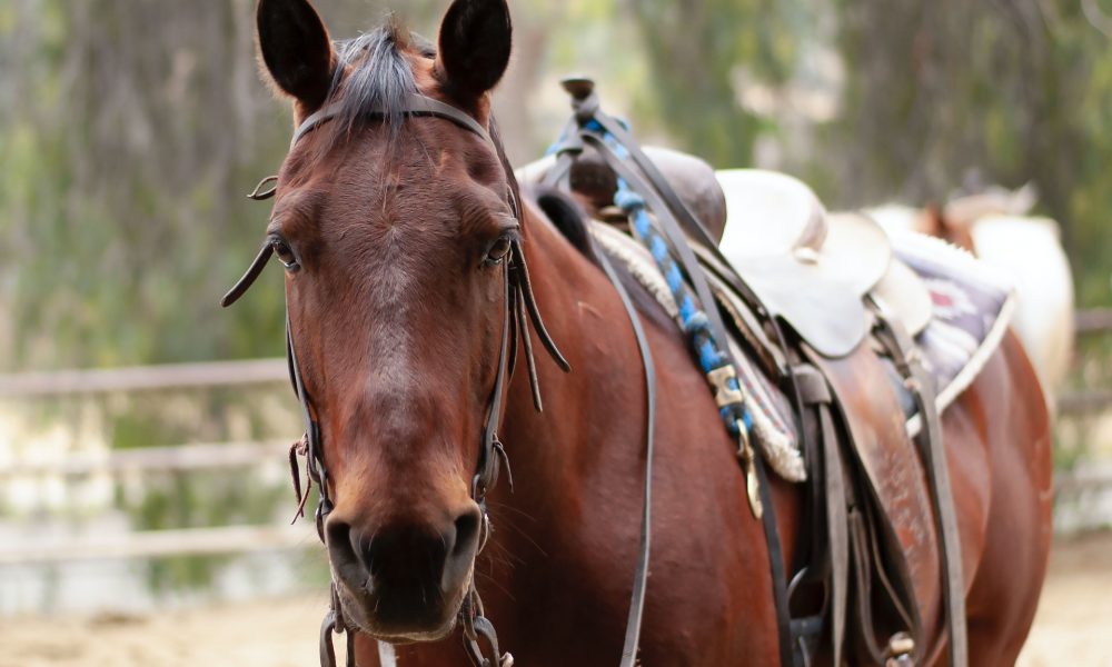 horse pony