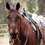 horse pony