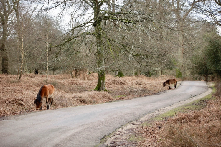 Boldrewood to Rhinefield