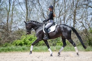 dressage