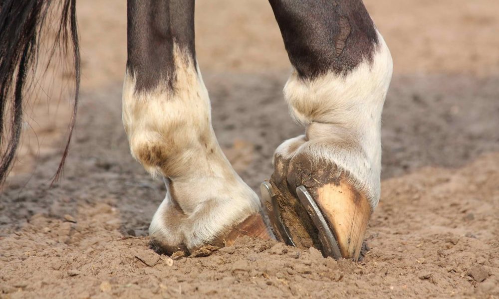 horse-hooves
